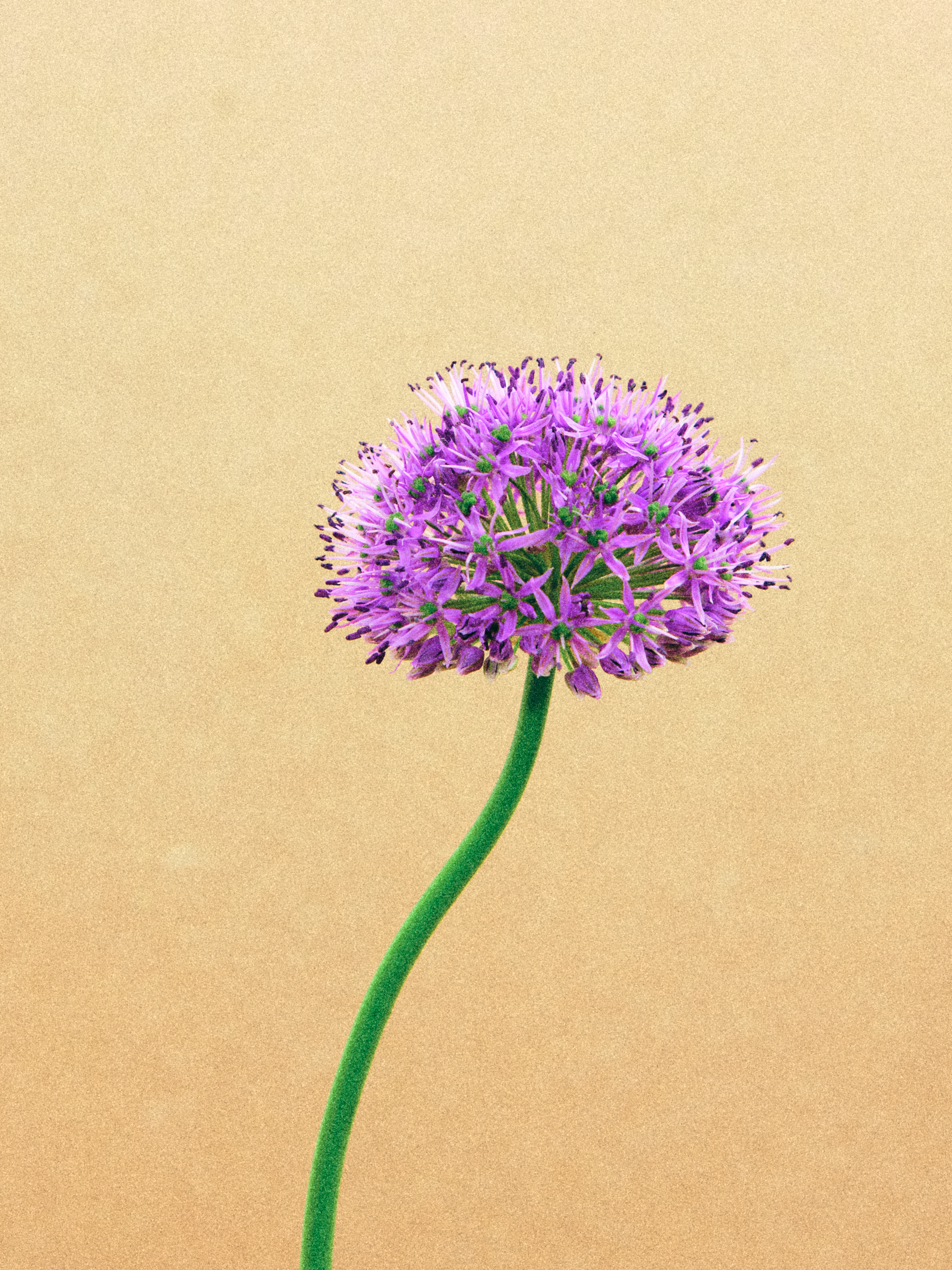 Vase_01